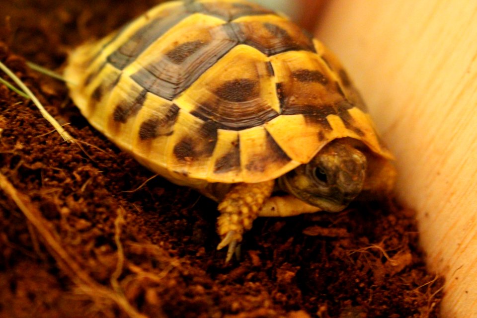 Turtle