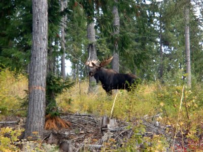 Moose on the Colville National Forest