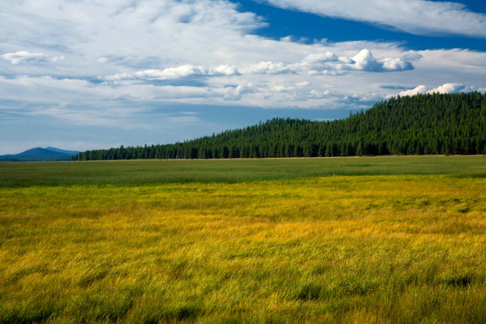 Grasses at Klamath Marsh NWR-Fremont Winema