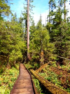 Quinault Lake Trail system Aug 2018