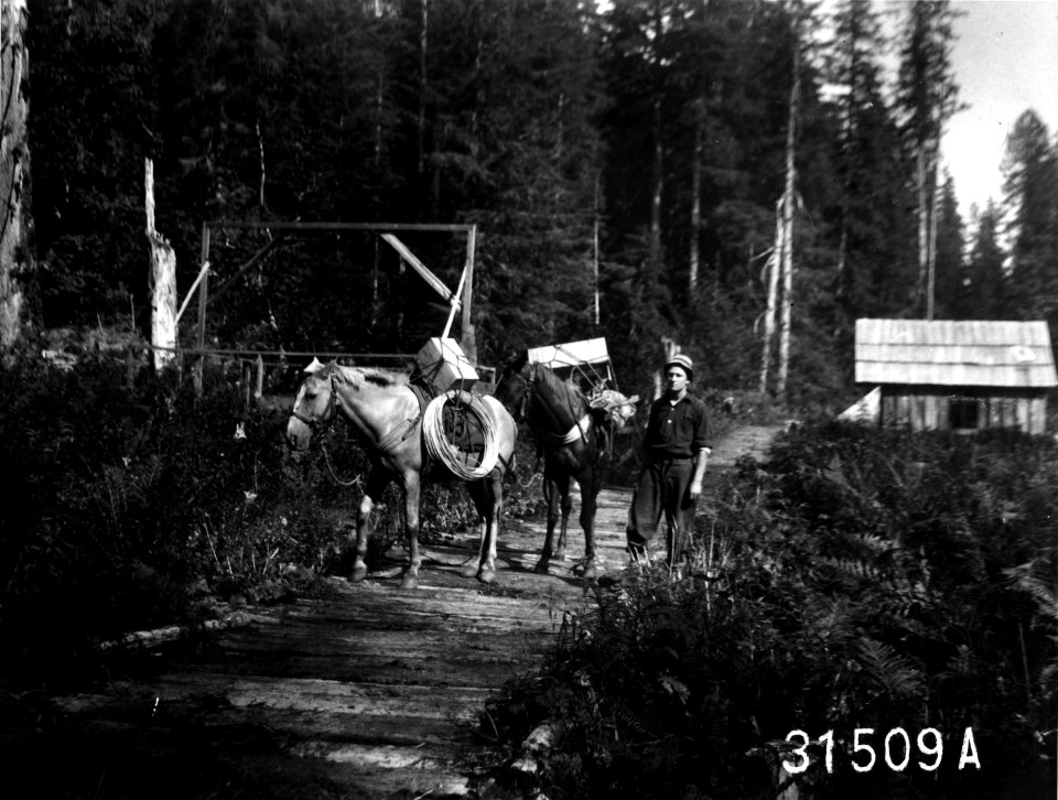31509A Telephone Line on Horses, Snoqulamie NF, WA 1911