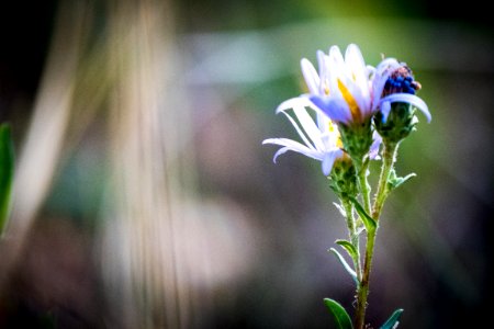 Wild Thistle Flower-Fremont Winema
