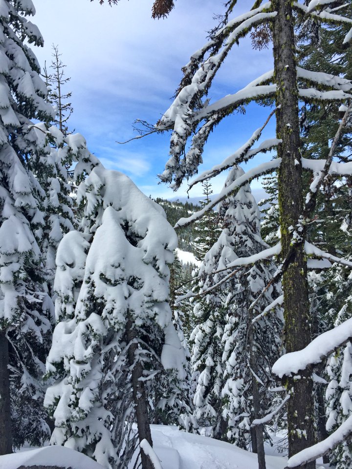 Mt. Ashland in Winter, Rogue River Siskiyou National Forest