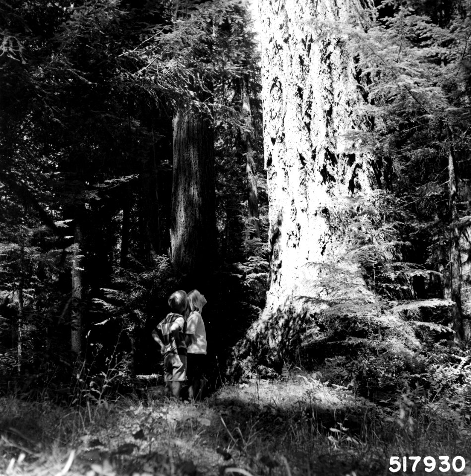 517930 Kids at Douglas-fir, Willamette NF, OR 1967