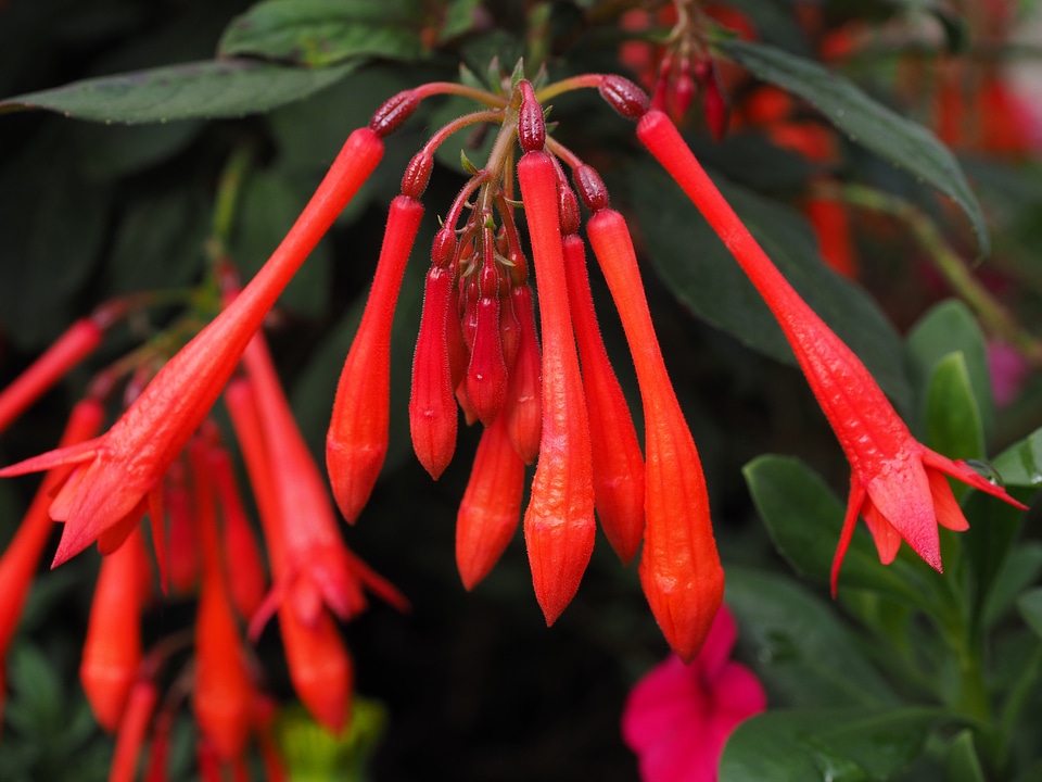 Coral fuchsia fuchsia evening primrose greenhouse