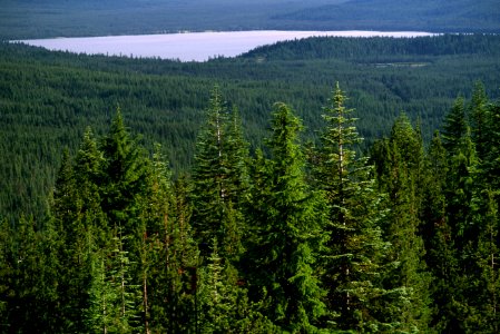 Lake and Forest, Umpqua National Forest-2.jpg