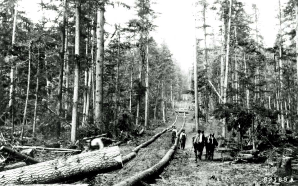 21169A Old Logging Operation, WA