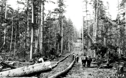 21169A Old Logging Operation, WA