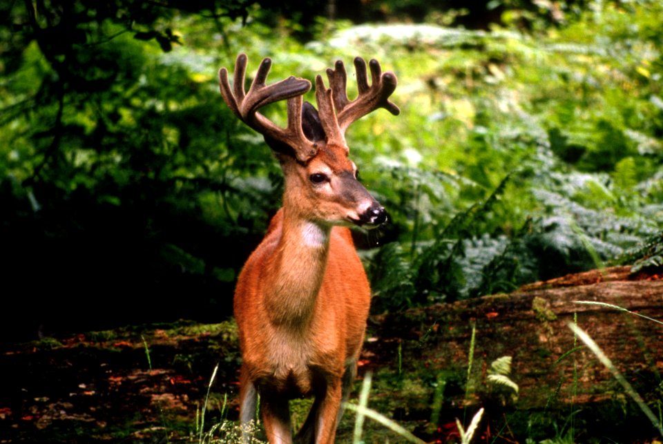 Deer, wildlife-2.jpg