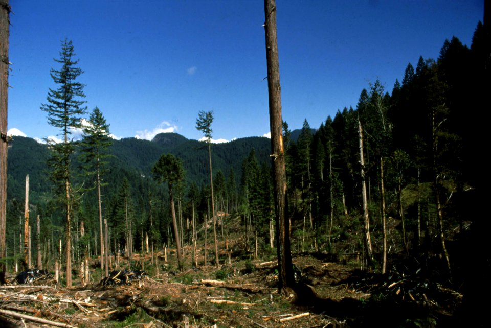 Willamette NF - Ennis Creek TS, Example of New Forestry, OR 1990