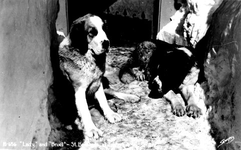 'Lady' and 'Bruel,' Timberline Lodge St. Bernard Mascots