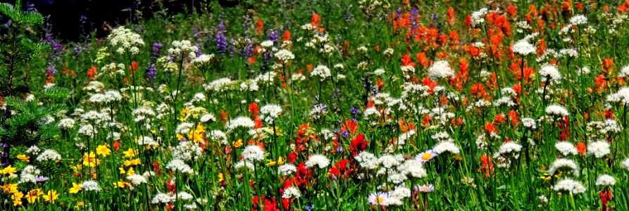 Oregon Sunshine, Cow Parsnip, Indian Paintbrush, Lupine and Purple Coneflower-Unknown photo