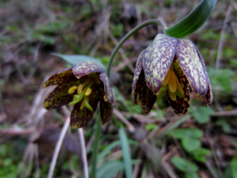 Checker Lily, an early season wildflower, Olympic National Forest