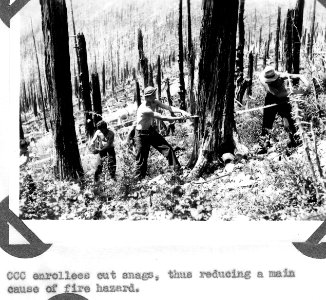 Cutting Snags by CCC