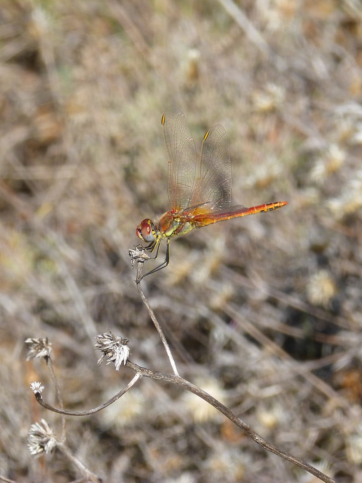 Libellulidae libelulido branch