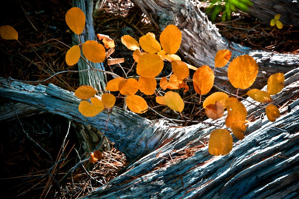 FALLEN LOG AND SERVICEBERRY LEAVES DESCHUTES