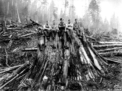 195968 Western Red Cedar Stump, near Deming, WA 1925