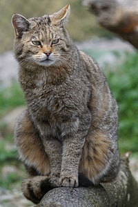 Wildcat zoo threatened