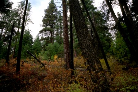 528A prescribed fire effects, Colville National Forest