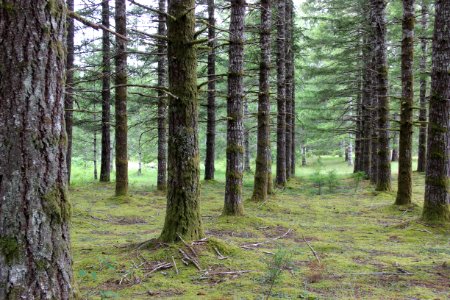 Denny Ahl Seed Orchard, Olympic National Forest