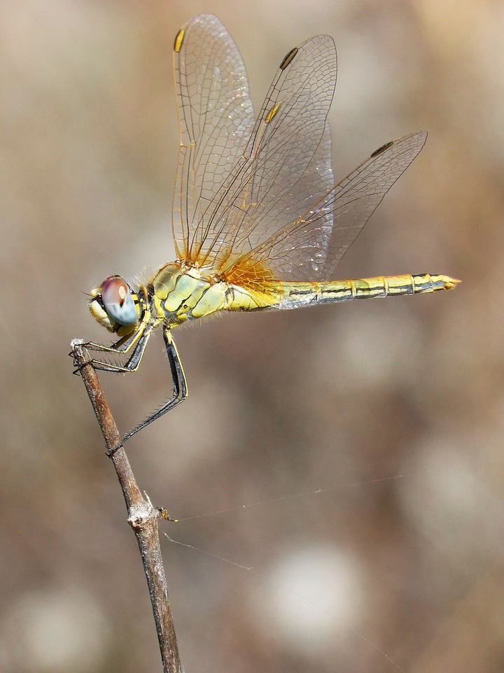 Dragonfly beauty wings