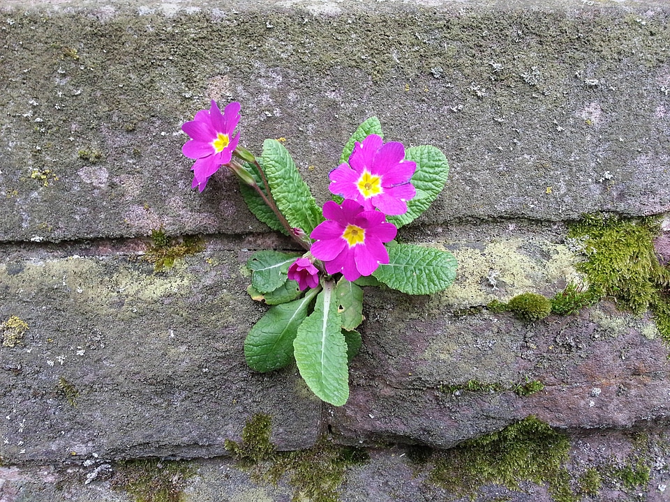 Primrose wall frugality