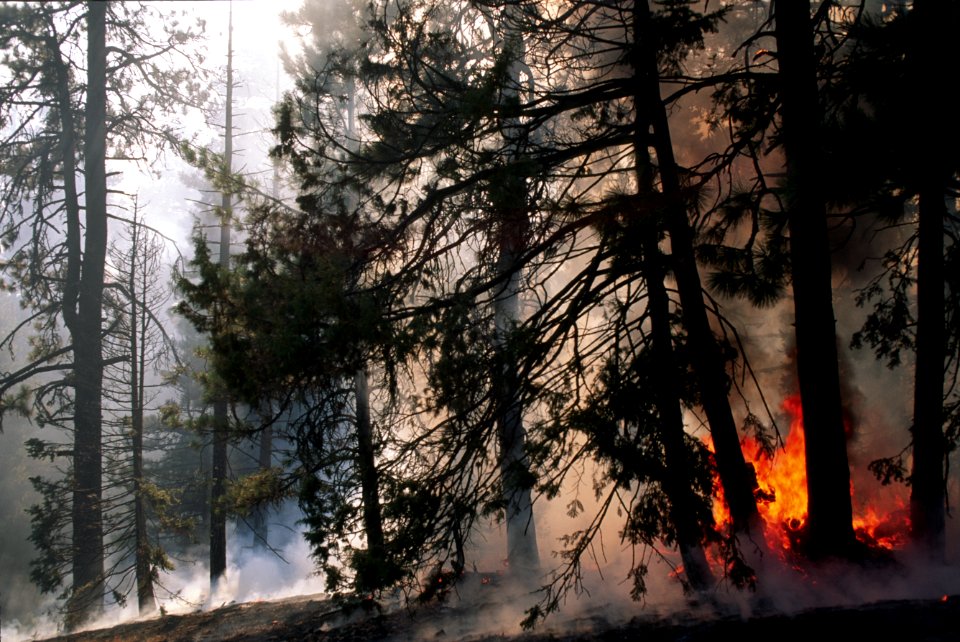445 prescribed fire