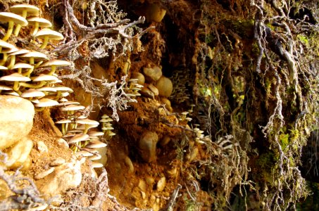 Mushrooms and Tree Roots, Olympic National Forest photo