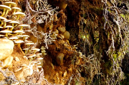 Mushrooms and Tree Roots, Olympic National Forest