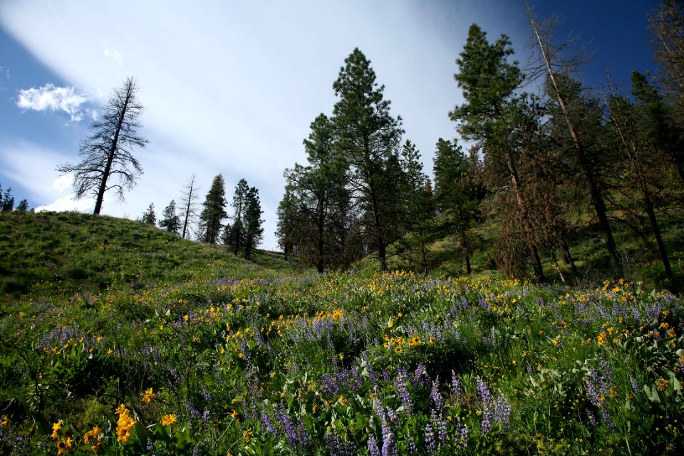 Derby Canyon Wildflowers, Okanogan Wenatchee National Forest
