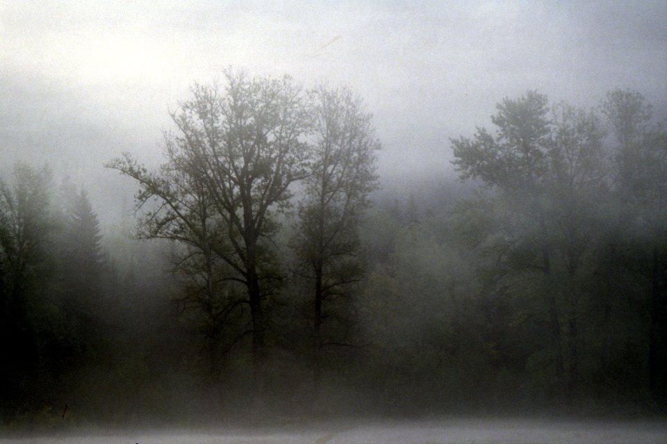 Okanogan-Wenatchee National Forest, morning fog shrouds trees.jpg