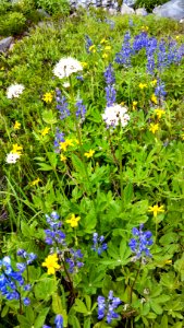 Lupine and asters bloom along the PNT in Morovitz Meadow, Mt. Baker-Snoqualmie National Forest