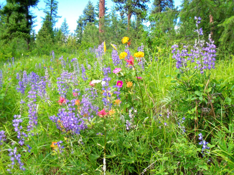 Wildflowers on the Colville National Forest