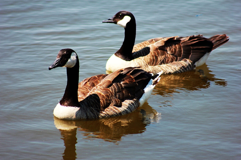 Nature wildlife animal