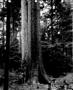 195 Spruce Tree