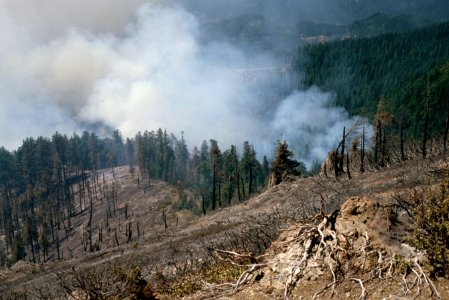 136 Rogue River-Siskiyou National Forest Biscuit Fire photo