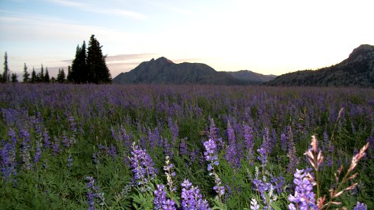 Wildflowers at Little Eagle Meadows, Wallowa-Whitman National Forest photo