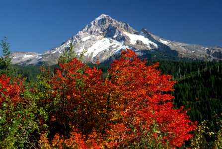 Fall Color at Mt Hood, Mt Hood National Forest.jpg photo