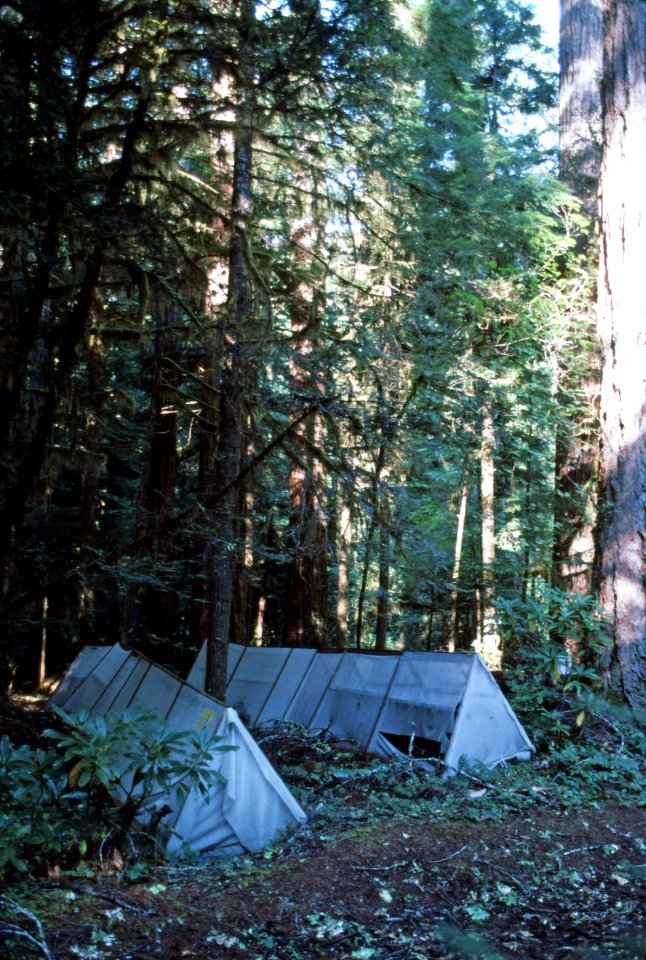 Willamette NF - 200 yr Tree Decay Project, HJ Andrews EF, OR 1990
