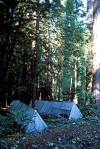 Willamette NF - 200 yr Tree Decay Project, HJ Andrews EF, OR 1990