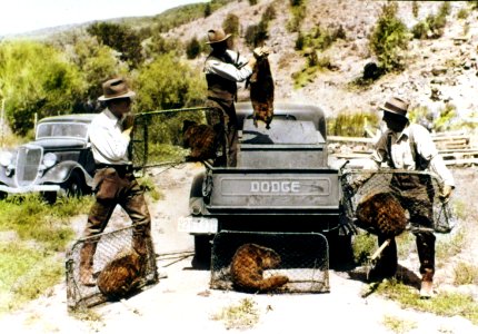 Ochoco NF - Loading Beaver for Transplanting, OR