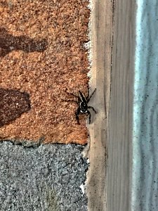 Jumper Spider South Texas