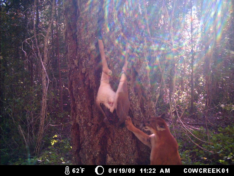 Mountain Lion grabbing animal bait-Unknown