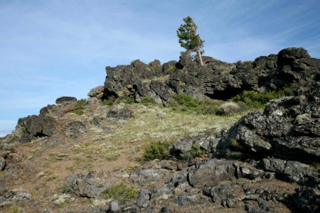 LONE TREE AT TWELVEMILE PEAK-FREMONT WINEMA photo