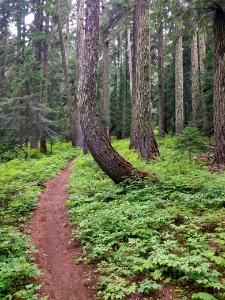 20190811 GPNF Sleeping Beauty Trail