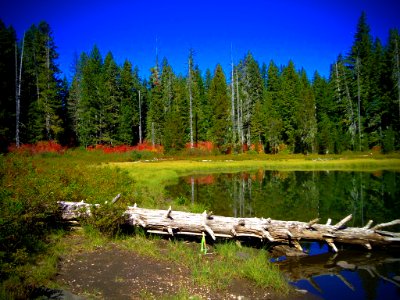 Lake, Fallen Log and Fall Color, Willamette National Forest photo