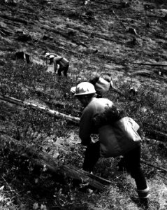 Willamette NF - All Woman Tree Planting Crew, Oregon 1969
