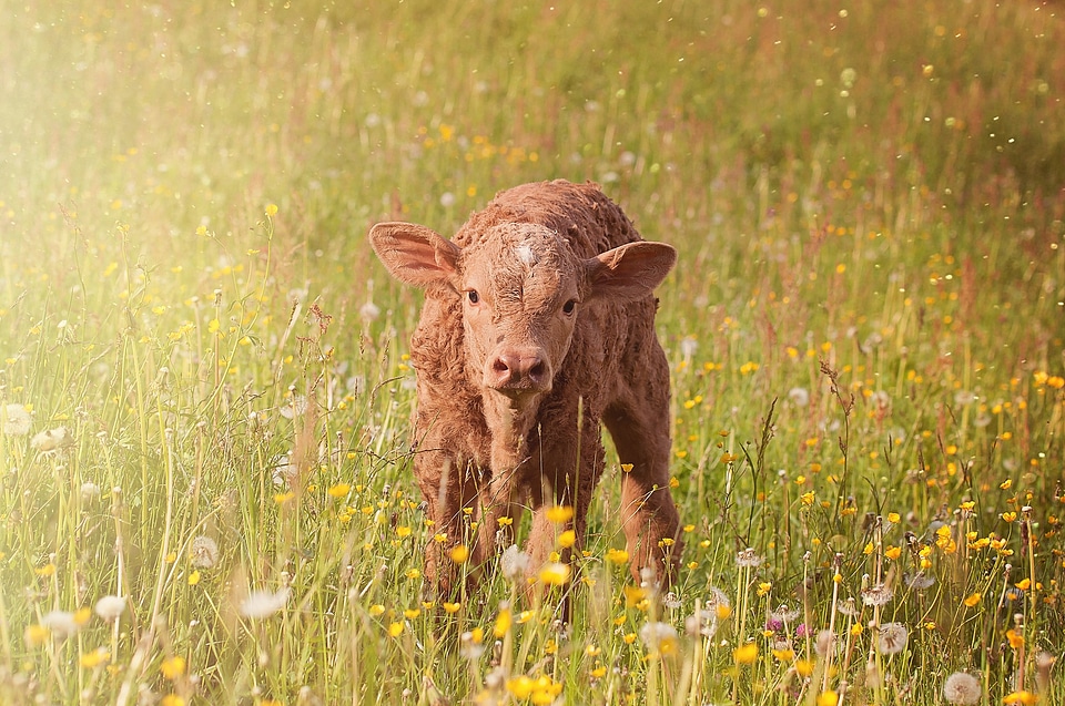 Livestock cattle grass