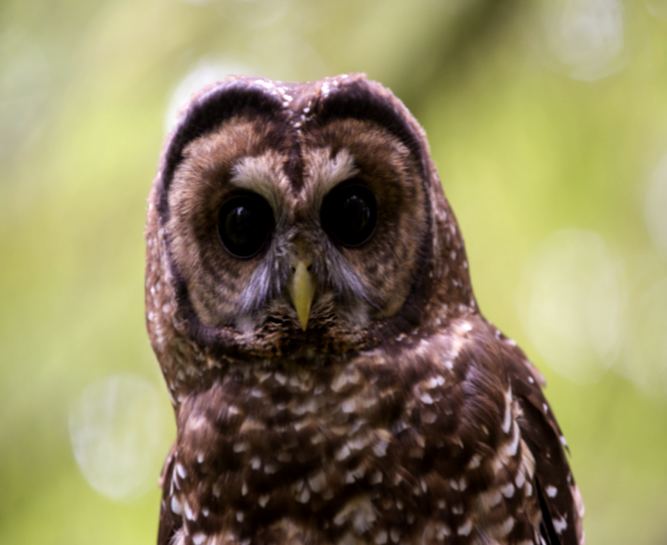 Juvenile Barred Owl-Unknown