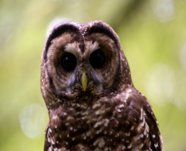 Juvenile Barred Owl-Unknown photo